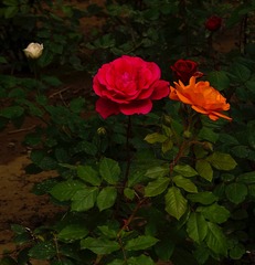 77BBD178-9FC9-4360-8262-B007DBD0F22C/L0/001