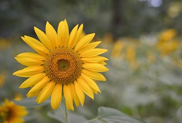 1000024305