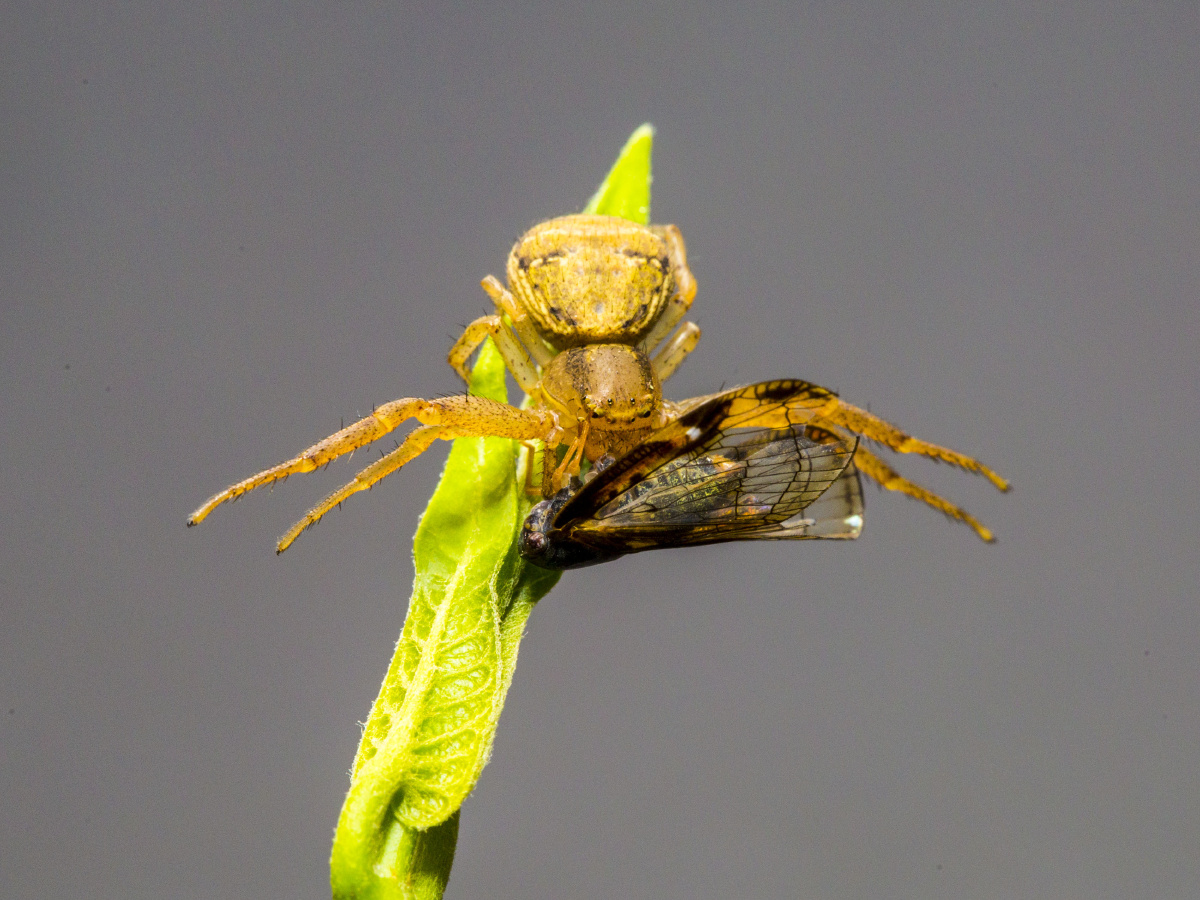 角蝉- 一滴水162564350377910 - 图虫