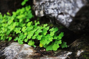 象鼻山