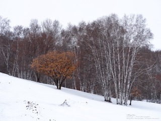 乌兰布统冬雪-9