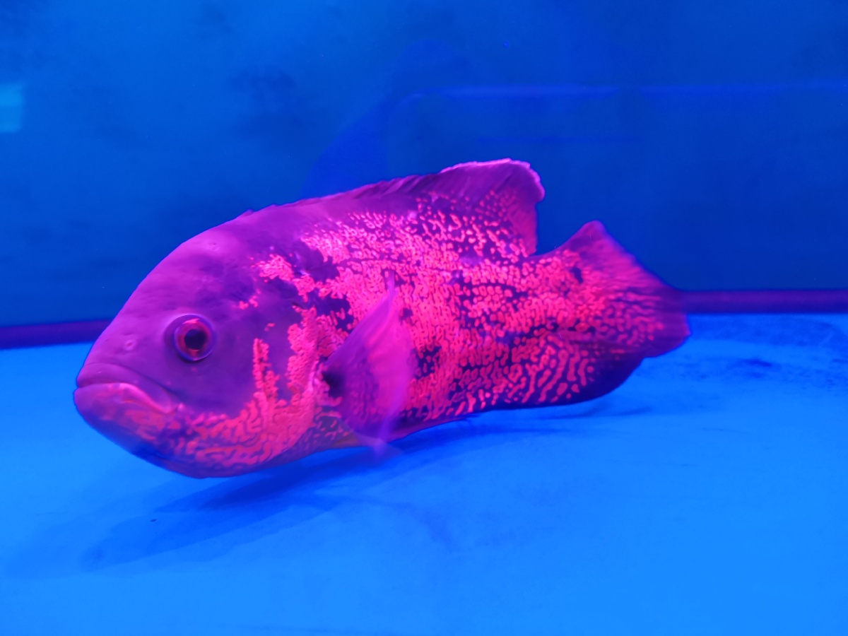 子非鱼安知鱼之乐