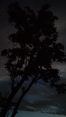 1000020313