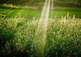 DSCN8613-5.jpg