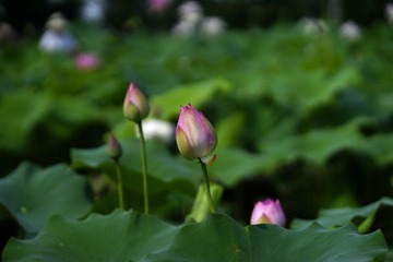 86104CC3-CF81-4CD5-8A45-66522D5E6C45/L0/001