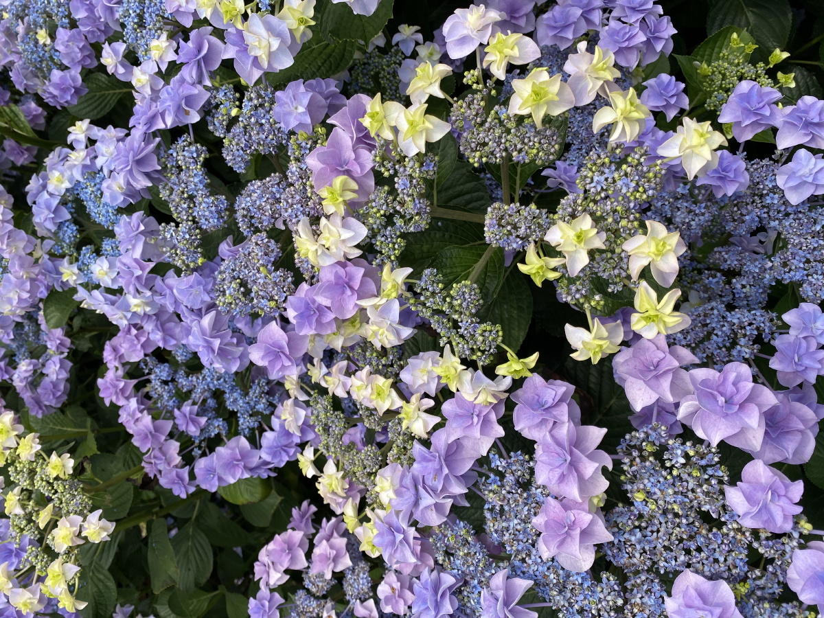 调蓝后的绣球头花照片也无法表达她的美