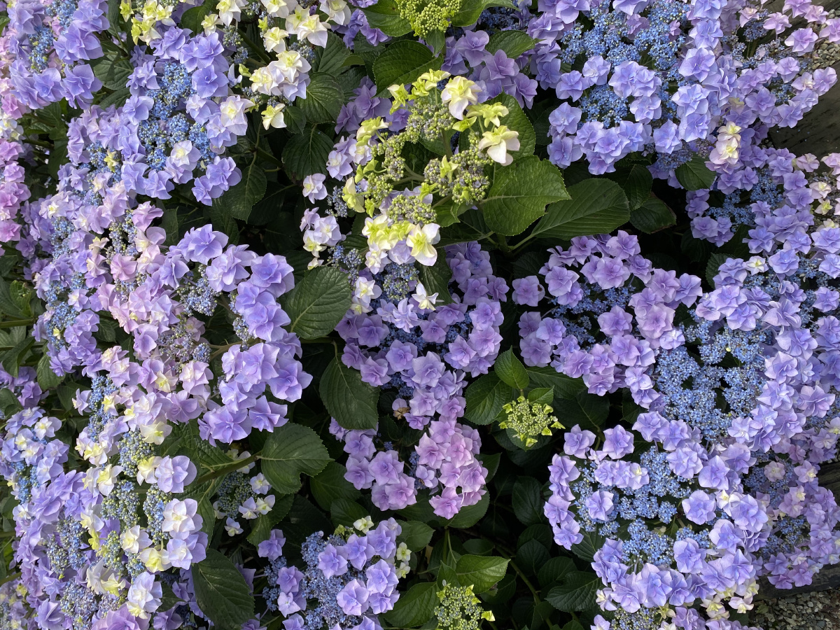 调蓝后的绣球头花照片也无法表达她的美