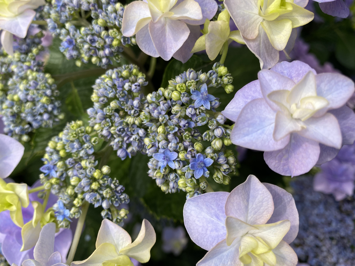 调蓝后的绣球头花照片也无法表达她的美