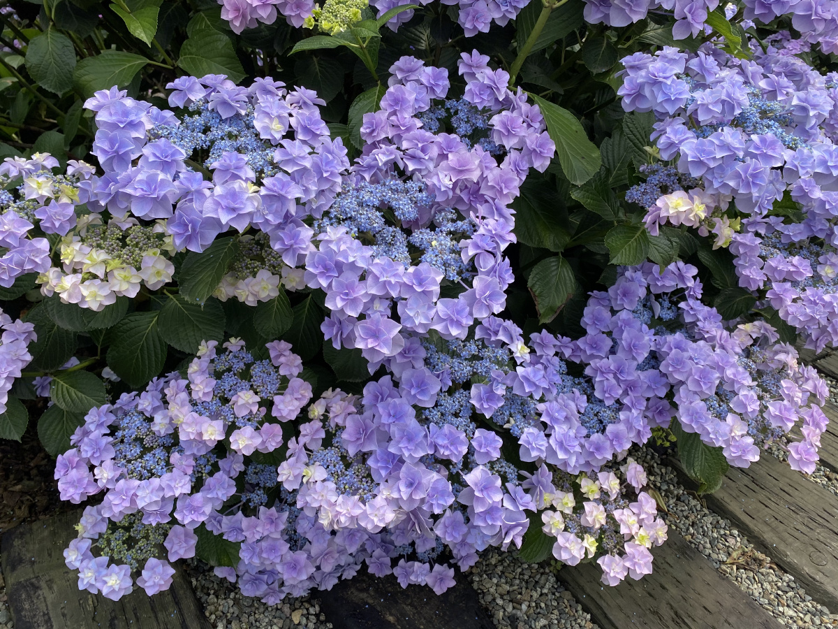 调蓝后的绣球头花照片也无法表达她的美