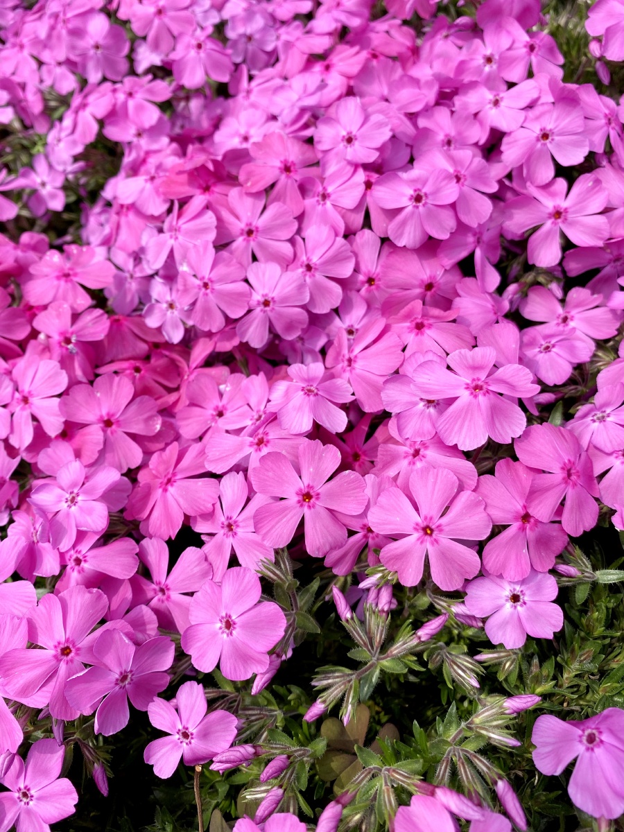 芝樱(福禄考) - kat爱植物 - 图虫