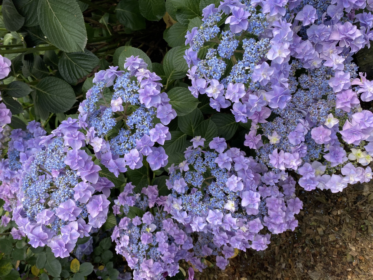 调蓝后的绣球头花照片也无法表达她的美