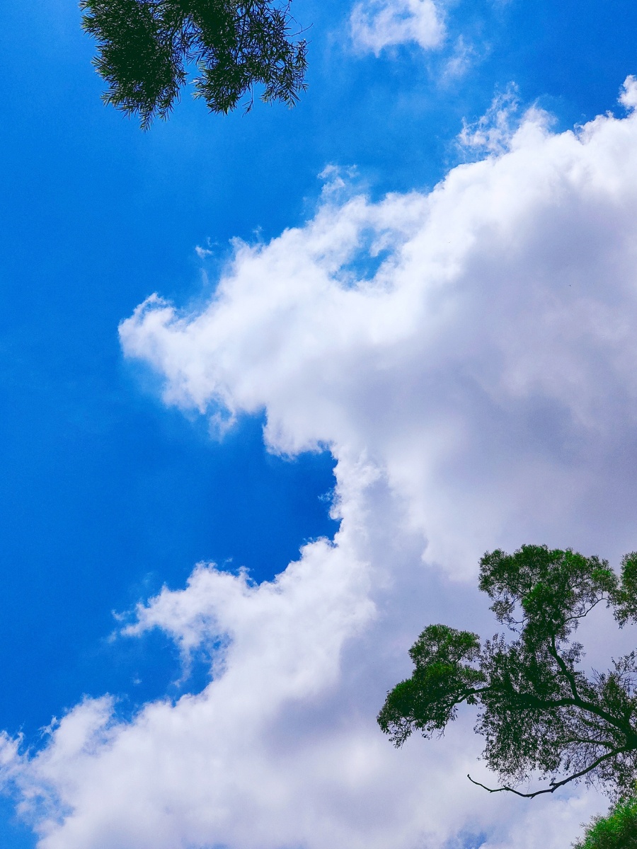 绿阴幕定蔚蓝天庭户萧然有漏仙