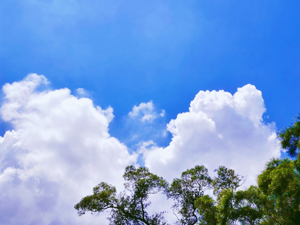 绿阴幕定蔚蓝天庭户萧然有漏仙