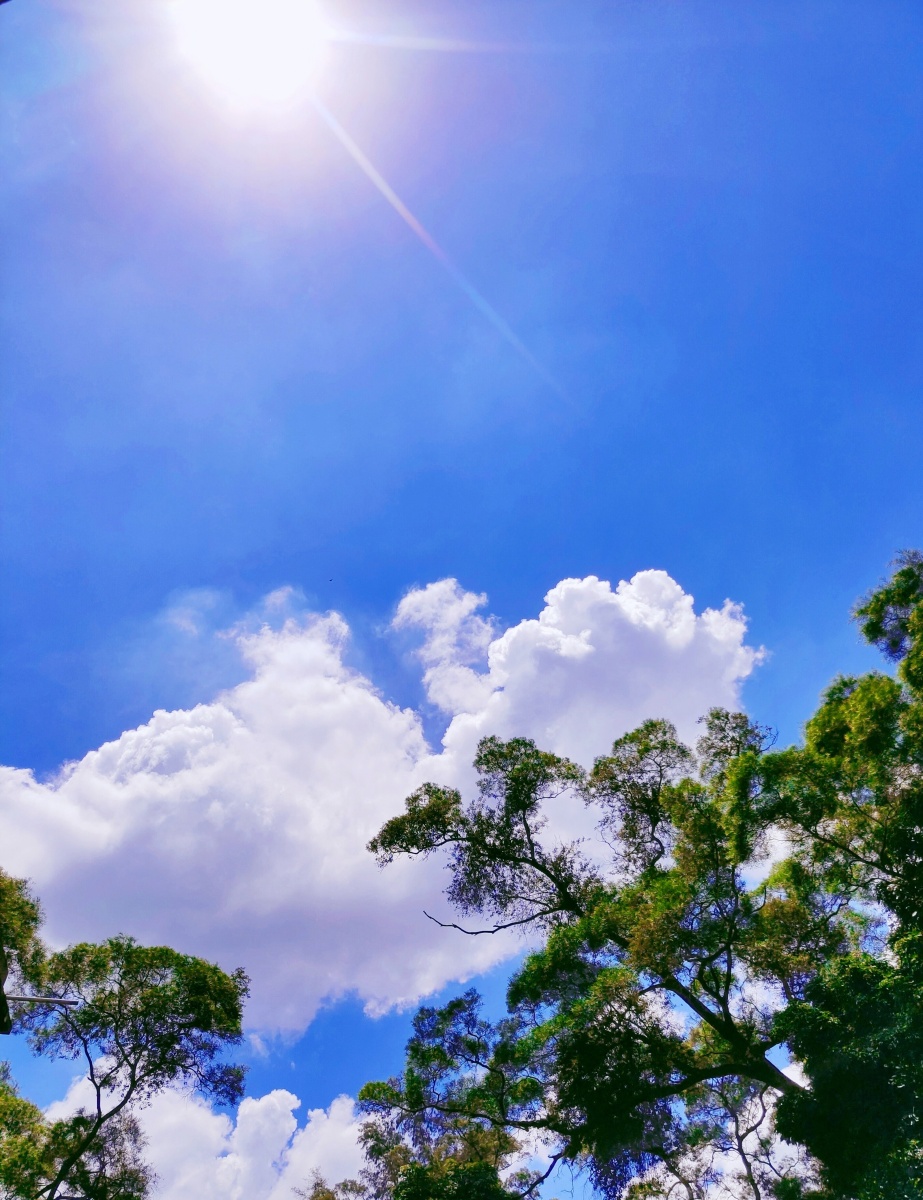 绿阴幕定蔚蓝天庭户萧然有漏仙