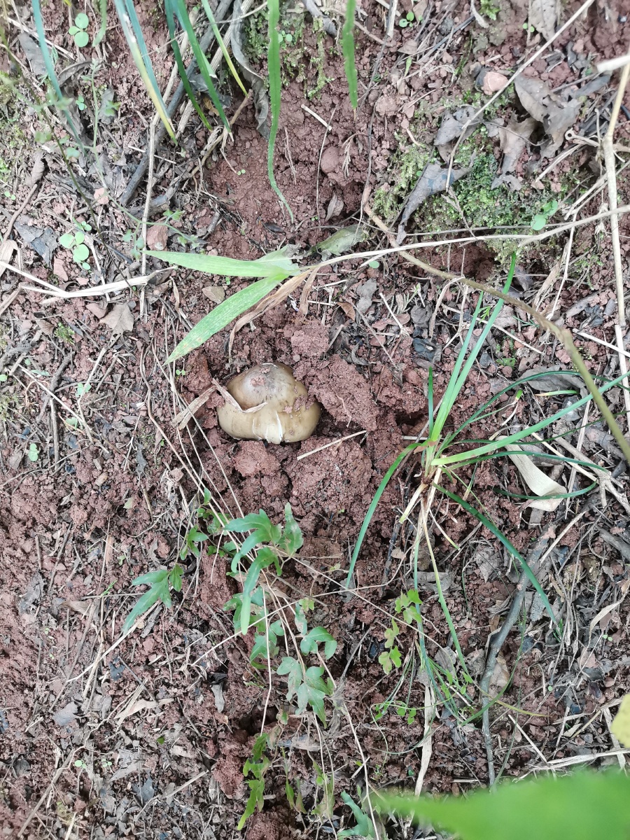 刚冒出头的山塔菌
