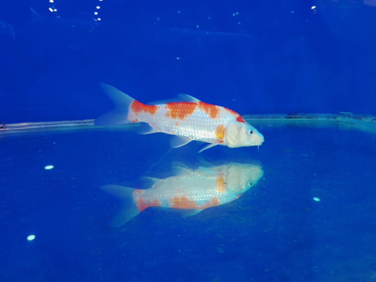 小小动物世界989395 - buling小鱼 - 图虫