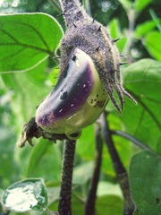 小茄子