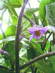 茄子花