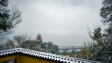 1000061621
