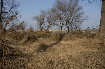 IMGP0465-1.jpg