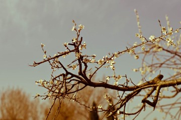 IMGP1800-1.jpg