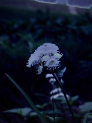 16084