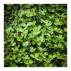 P2040367-1副本.jpg