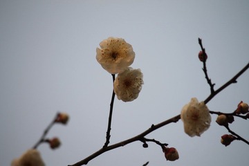 IMG_1412.JPG