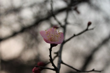 IMG_1437.JPG