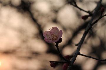 IMG_1439.JPG
