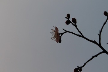 IMG_1441.JPG