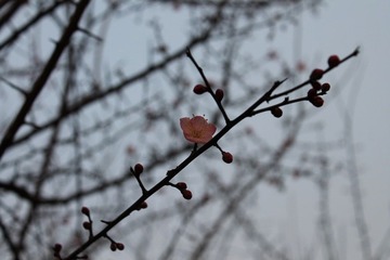 IMG_1443.JPG