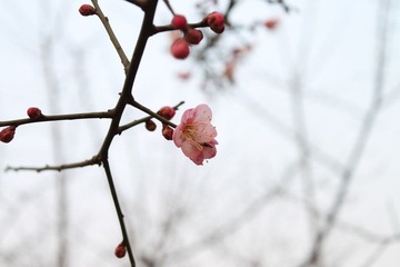 IMG_1452.JPG