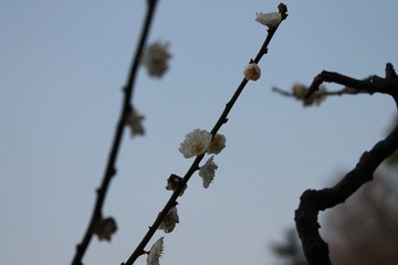 IMG_1232.JPG