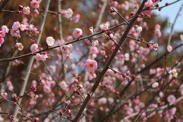 IMG_1235.JPG