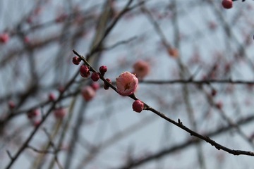 IMG_1237.JPG