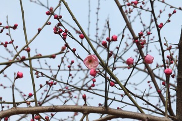 IMG_1263.JPG