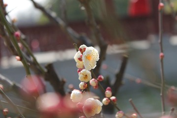 IMG_1314.JPG