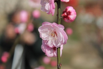 IMG_1317.JPG