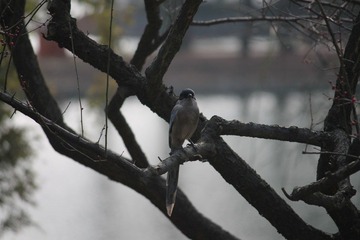 IMG_1323.JPG