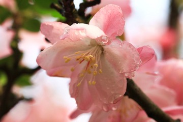 20120406IMG_5723.jpg