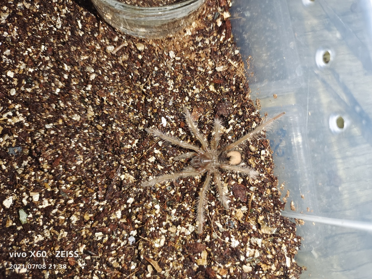 亚马逊蓝紫镭射5l母