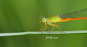 _DSC5033.jpg