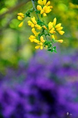 _DSC0509.jpg