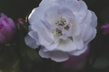 80FCDA8D-F447-425F-995E-32BFEA446ED4/L0/001