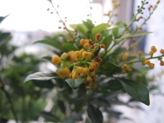 DSCF1136.JPG