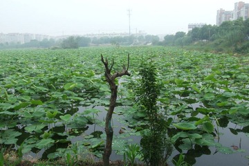 DSCF8202.JPG