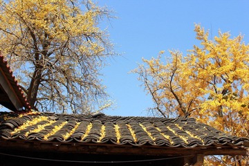 IMG_1584.JPG