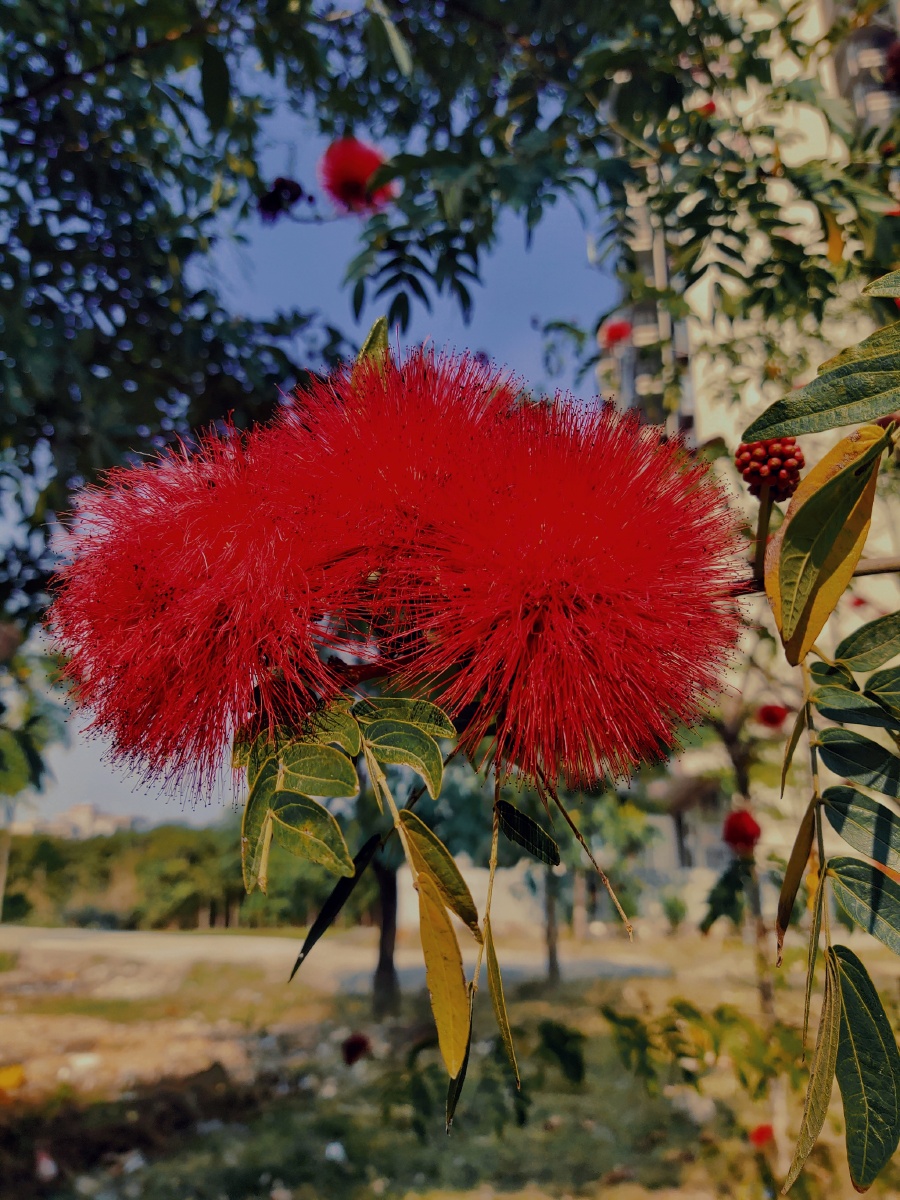 林花谢了春红太匆匆朱缨花