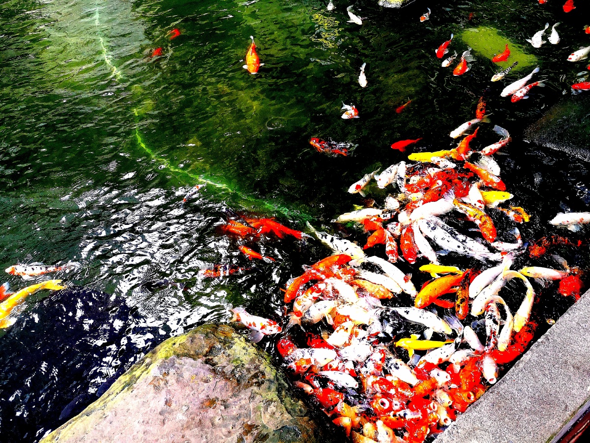 我只是你鱼塘中一个不起眼的存在